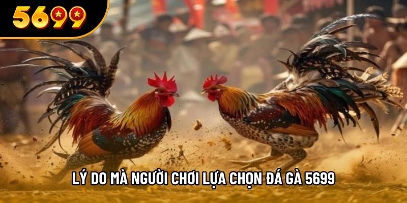 Lý do mà người chơi lựa chọn đá gà 5699