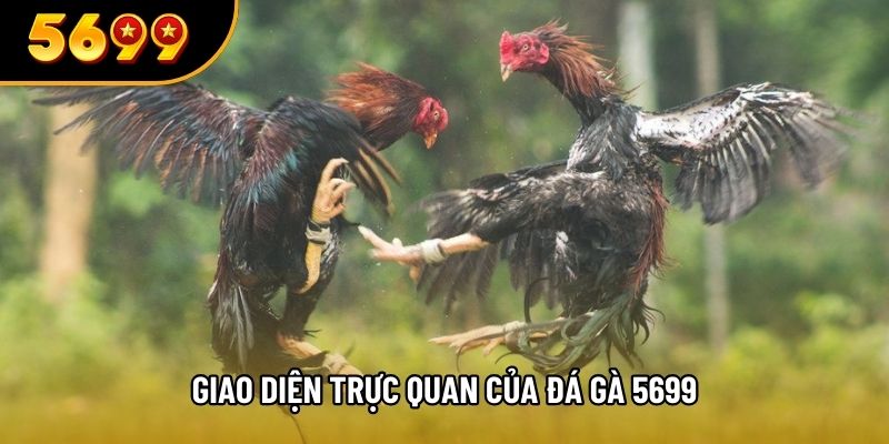 Giao diện trực quan của đá gà 5699