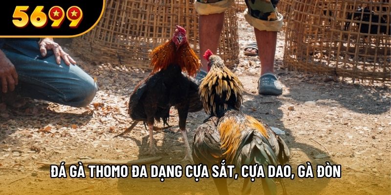 Đá gà Thomo đa dạng cựa sắt, cựa dao, gà đòn