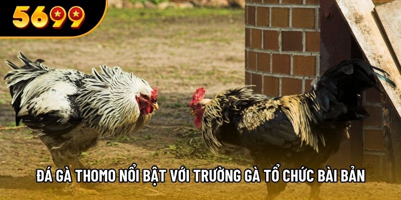 Đá gà Thomo nổi bật với trường gà tổ chức bài bản
